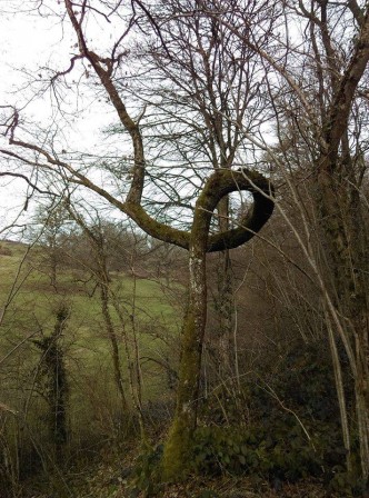 Cet arbre est un « faux » de Verzy, mais un vrai ! C'est un hêtre « Fau tortillard », qui pousse en forêt de Verzy près de Reims en France, dont la particularité est de faire partie d'une espèce unique, et de se tordre de douleur. Photo: D.Martz.